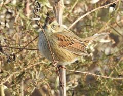 Bird photograph 9