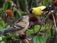 Bird photograph 10