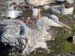 Bird photograph 14