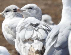 Bird photograph 19